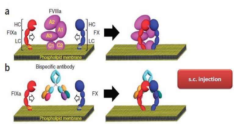 Emicizumab: anti-fixa/fx bispecific antibody (FVIII mimetic agent) Long half-life Muto A et al.