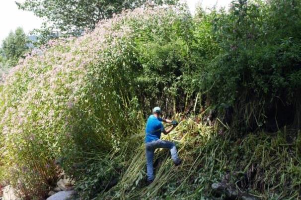 Risultati e conosenze Puntare all equilibrio: balsamina