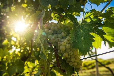 TOUR TRA I VIGNETI Per conoscere il territorio che dà