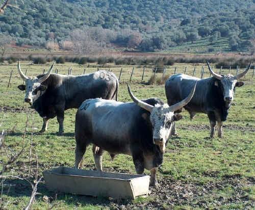 Tori di razza Maremmana nel Parco dell'uccellina (foto Leonardo Lanini) Per chi decide di ingrassare, vediamo quale sono i criteri generali e gli obbiettivi per la produzione di carne di qualità