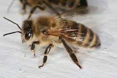 Settore apistico 1.885 apiari e 19.000 alveari (censimento 2018) Controlli anagrafici allevamenti apistici: apiari controllati n.