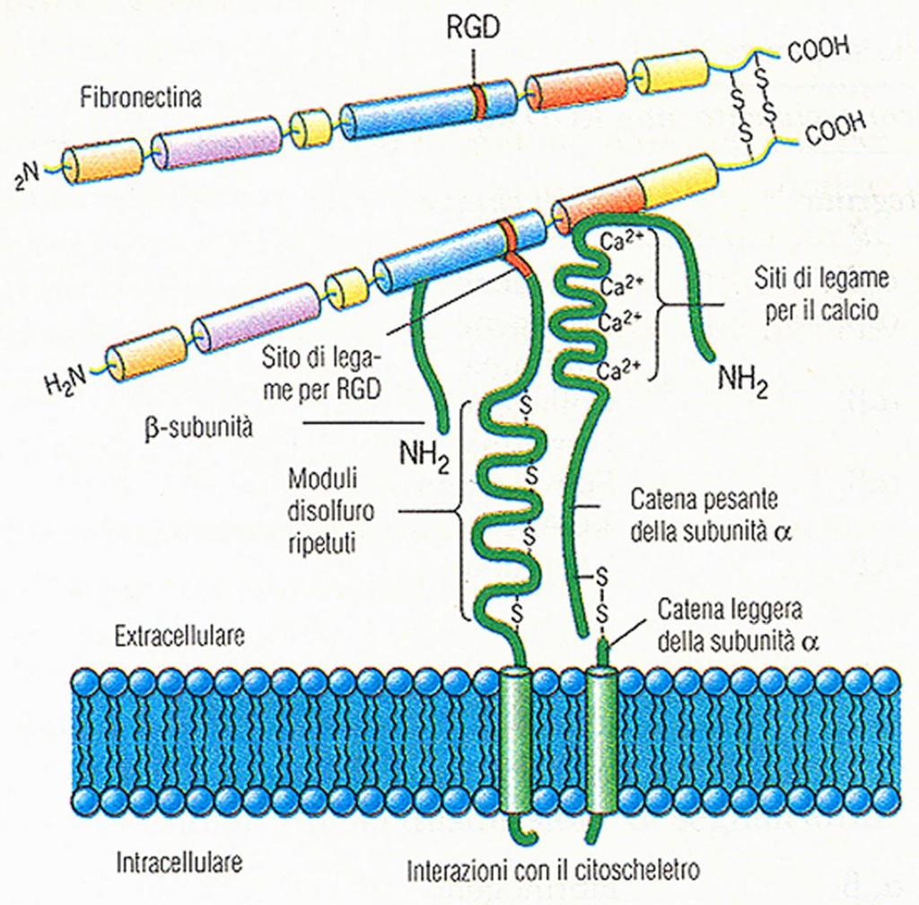 Biomateriali e Tessuti Biologici Laurea