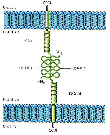 Immunoglobuline La superfamiglia delle immunoglobuline comprende gli anticorpi e un ampia varietà di proteine transmembraniche; alcune di queste ultime mediano l adesione cellula-cellula indipendente