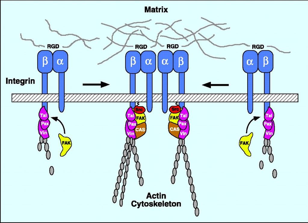 Legame tra Fibronectina ed Integrina I domini extracellulari dell integrina legano i componenti della ECM attraverso un