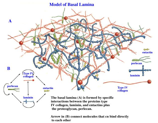 Laminina Partecipa alla formazione della lamina basale e lega le integrine della membrana