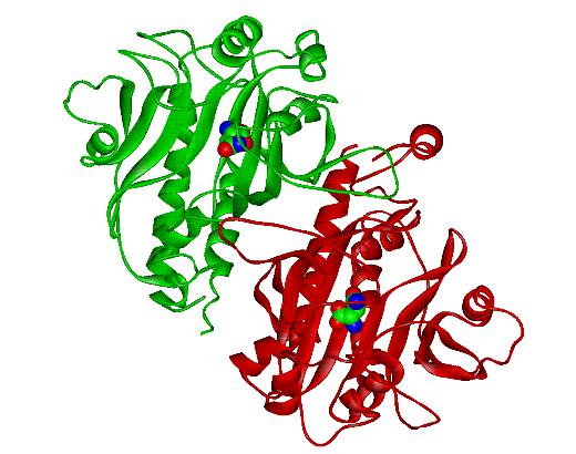 PEPTIDE MIMICRY Individuazione della sequenza bioattiva PROTEINA BIOATTIVA Instabile Insolubile Costosa PEPTIDE BIOATTIVO Stabile Solubile Economico Disponibile in grandi