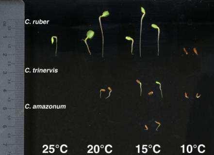 Studi di ecologia della germinazione L individuazione dei protocolli di