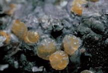 Afidi Le drupacee sono abitualmente infestate da numerose specie di afidi.