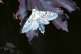 Particolarmente dannoso su piante giovani o in allevamento dove una sola larva può causarne la morte.