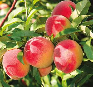 germogli, fiori, mentre il secondo è più frequente sui frutti.