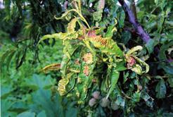 Malattie Malattie Bolla Corineo e Cancri rameali Colpisce soprattutto le foglie del pesco, dove i danni sono più evidenti, ma anche fiori, frutti e germogli.