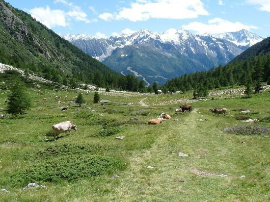 da Lunedì 10 a Sabato 22 Gara provinciale serale a cura della BOCCIOFILA RINASCITA. Mercoledì 12 Estate in Piazza Ore 21.