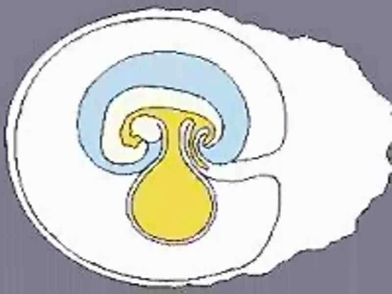 Annessi embrionali Amnios: aumenta notevolemente di volume; al termine dei movimenti dell embrione lo avvolge completamente, ripiegandosi
