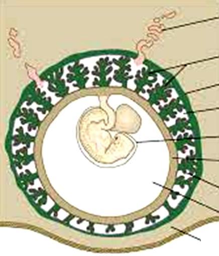 L embrione è collegato al corion mediante il peduncolo embrionale che incorpora l allantoide e
