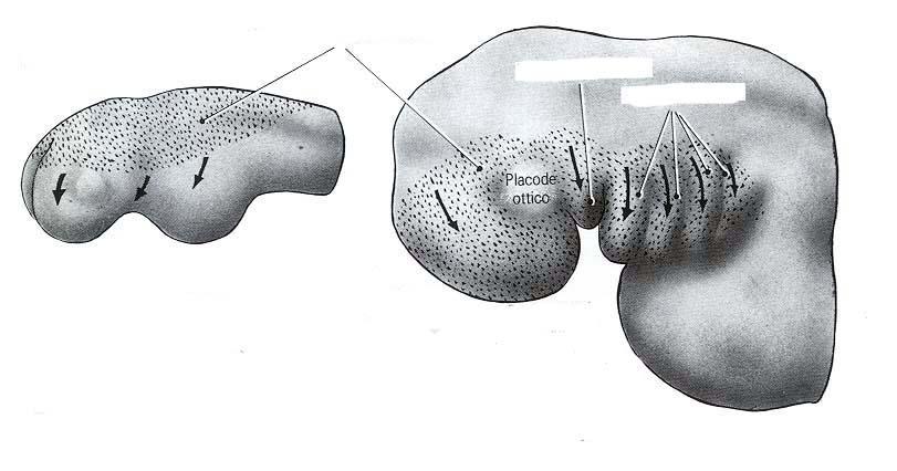 Durante la IV settimana cellule delle creste neurali nella regione cefalica migrano formando l ectomesenchima degli archi branchiali che darà origine