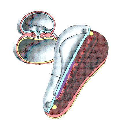 Mesoderma parassiale Si metamerizza nei somitomeri (43 paia; tra il 10 e il 23 giorno); eccetto le prime 7 paia i somitomeri