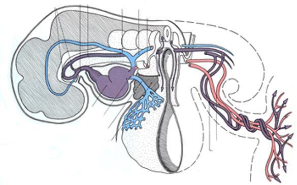 Circolazione alla fine della IV settimana archi aortici e aorte dorsali vene cardinali