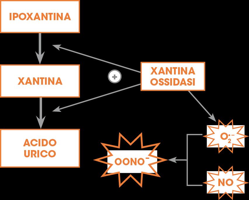 La reazione enzimatica da cui dipende la formazione di acido urico (catalizzata della xantina ossidasi) porta alla formazione di specie reattive dell ossigeno (superossido e perossido di idrogeno)