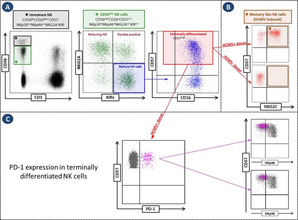 106 DEL ZOTTO ET AL. FIG. 3. Heterogeneity of CD56 dim peripheral NK cells and possible expression of PD-1 or NKG2C.