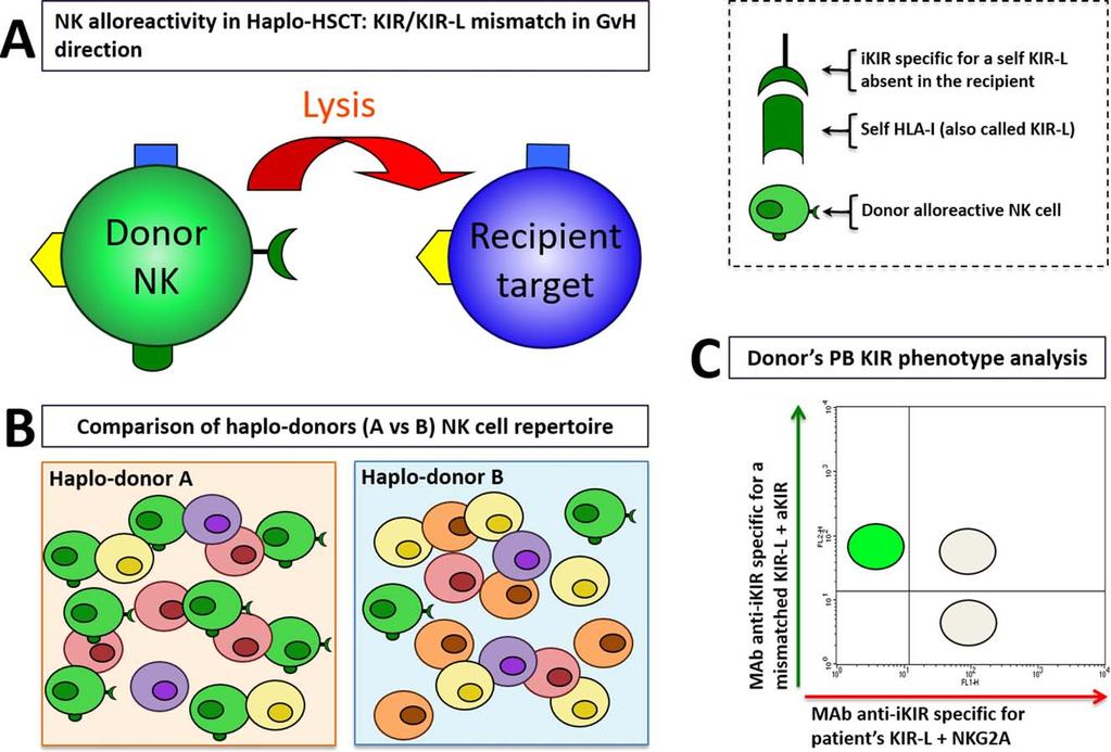 108 DEL ZOTTO ET AL. FIG. 5. Haplo HSC: donor selection on the basis of the presence and of the size of alloreactive NK subset.