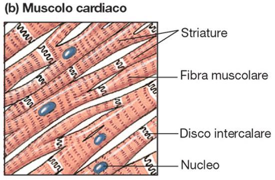 Le fibre muscolari cardiache sono uninucleate e striate. Si connettono tra loro attraverso dischi intercalari.