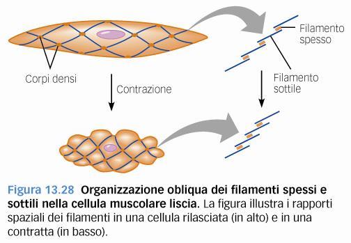 La linea continua di teste di miosina consente ai filamenti di actina di