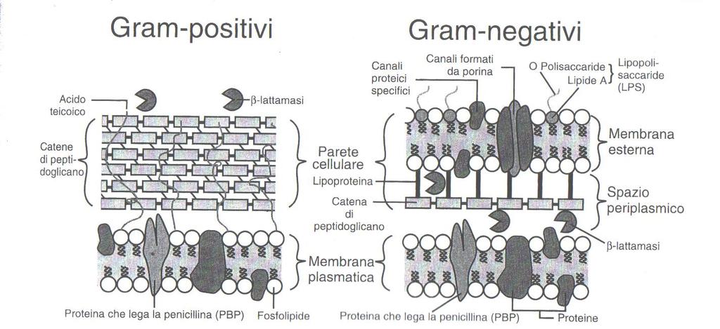 relativamente semplici, contenenti dal 40% al 90% di peptidoglicano i batteri GRAM- hanno pareti più complesse,