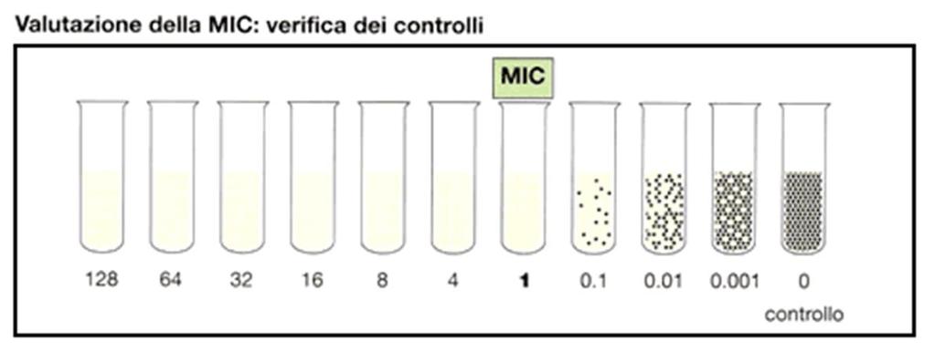 (concentrazione battericida minima): la concentrazione minima
