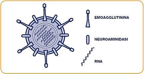 L influenza è tra le principali infezioni virali nell uomo, è