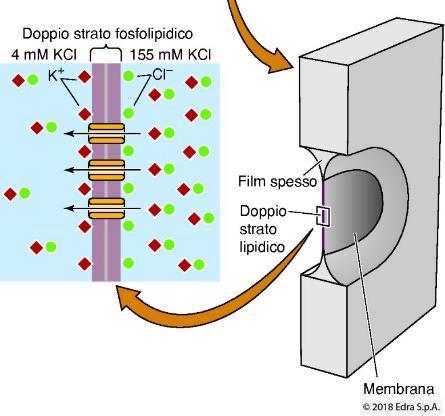 elettrochimico dello ione è