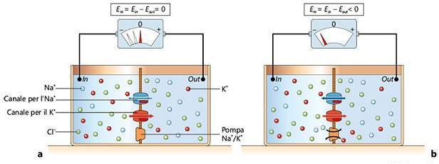 GENESI DI UN POTENZIALE DI DIFFUSIONE Si genera quando la membrana è permeabile in misura diversa alle varie specie ioniche Diversa permeabilità al Na e al K: la membrana è più permeabile
