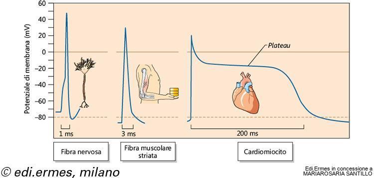 Potenziali d azione di