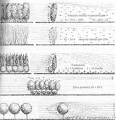 possono essere ottenute con associazioni vegetali comuni e realizzate con filari di alberi alti con arbusti