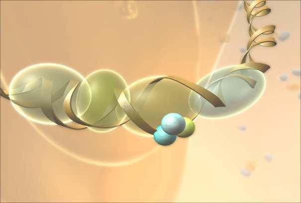 (A) Binding to DNA results in apoptosis after failure to repair DNA by cellular