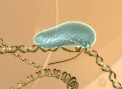 Trabectedin inhibits the transcriptional activation of certain inducible genes