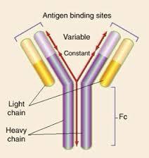 Ipersensibilità di tipo I o immediata Reazione immediata che avviene in soggetti geneticamente predisposti, pochi minuti dopo la