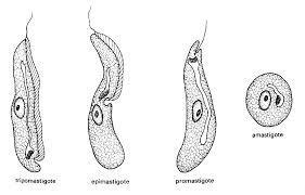 4 Famiglia Trypanosomatidae Caratteristiche generali Sono organismi polimorfi.