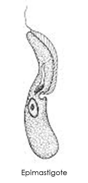 5 Amastigote Intracellulare Rotondeggiante Grosso nucleo ovoidale Cinetoplasto Flagello