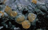 Parassiti Cocciniglia La specie più importante per le pomacee è la cocciniglia di San José (Quadraspidiotus perniciosus).