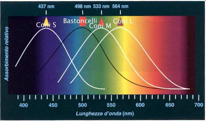 Colori e l occhio Quando un tipo di cono ha un difetto, la