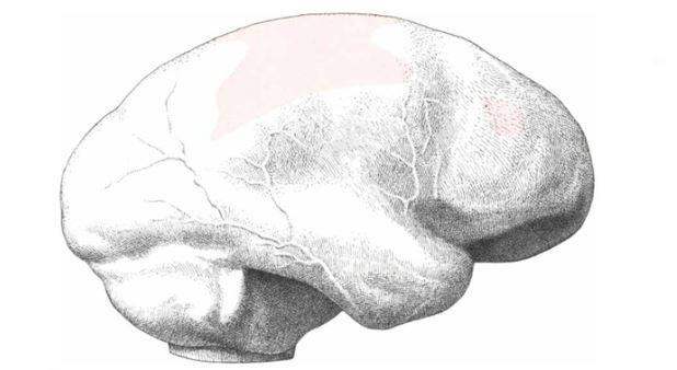 sapiens (b); confronto tra un calco endocranico di