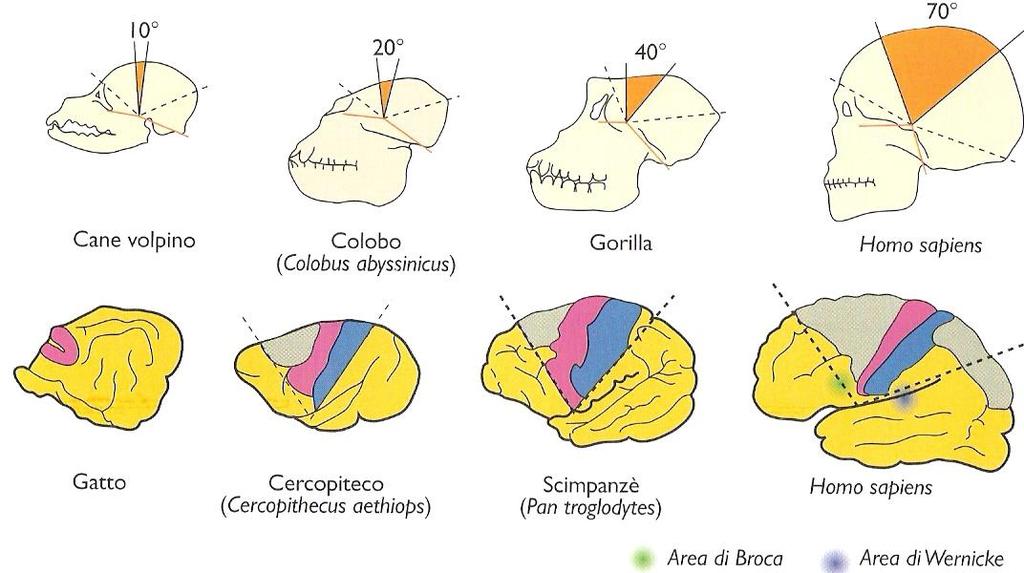 Apertura del ventaglio corticale nel corso delle fasi dell evoluzione posturale.