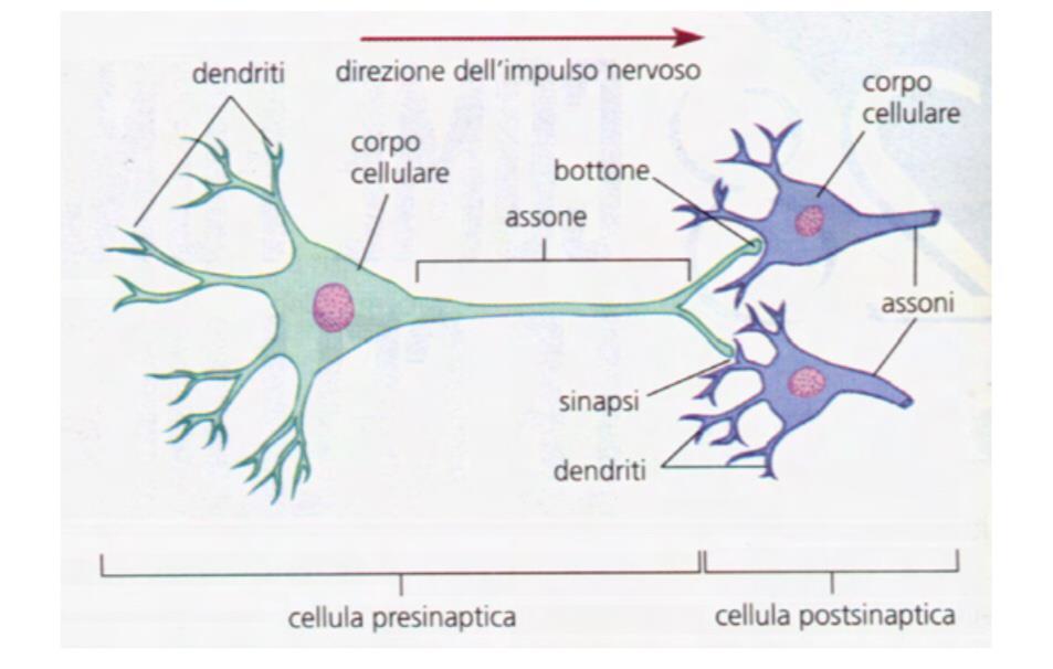 Figura 1.1. Struttura della cellula nervosa. (Tratta da [2]).