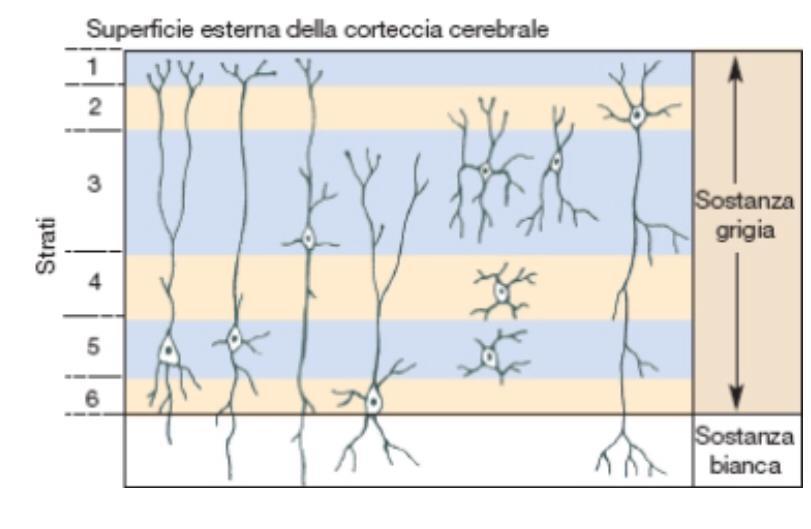 Figura 1.2. Organizzazione in strati della corteccia. Sulla sinistra sono rappresentati schematicamente quattro neuroni piramidali.