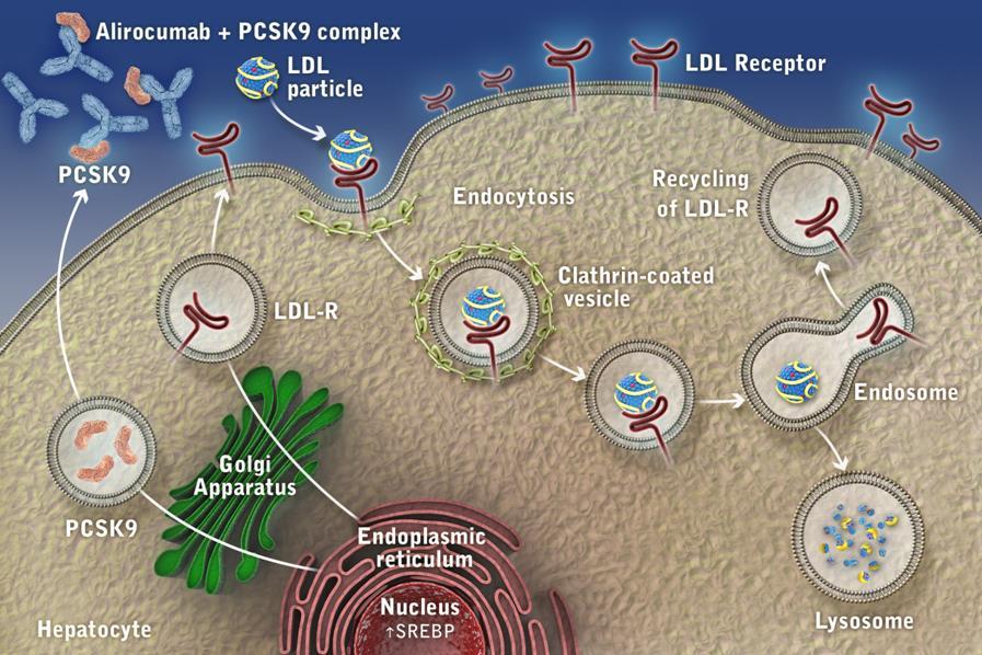 Impatto di Alirocumab (mab) sulla espressione del recettore LDL