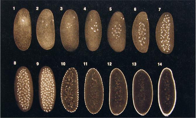 Sergio Pimpinelli Genetica Copyright