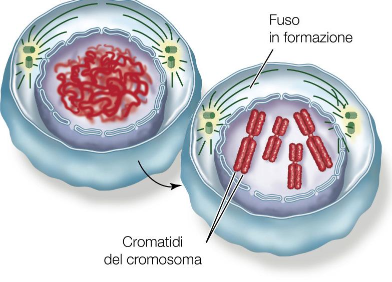 La profase La cromatina* si avvolge diventando