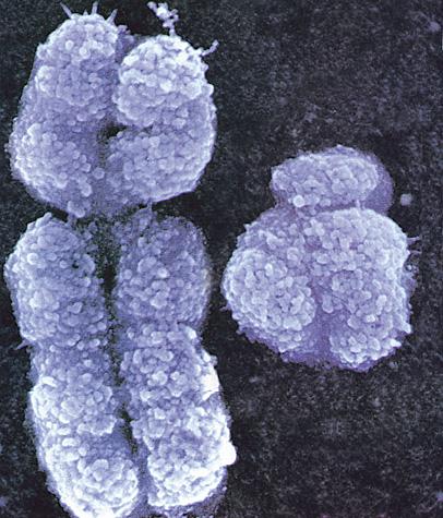 Meiosi I La meiosi I è preceduta dalla duplicazione del DNA: all inizio del processo ogni cromosoma è costituito da due