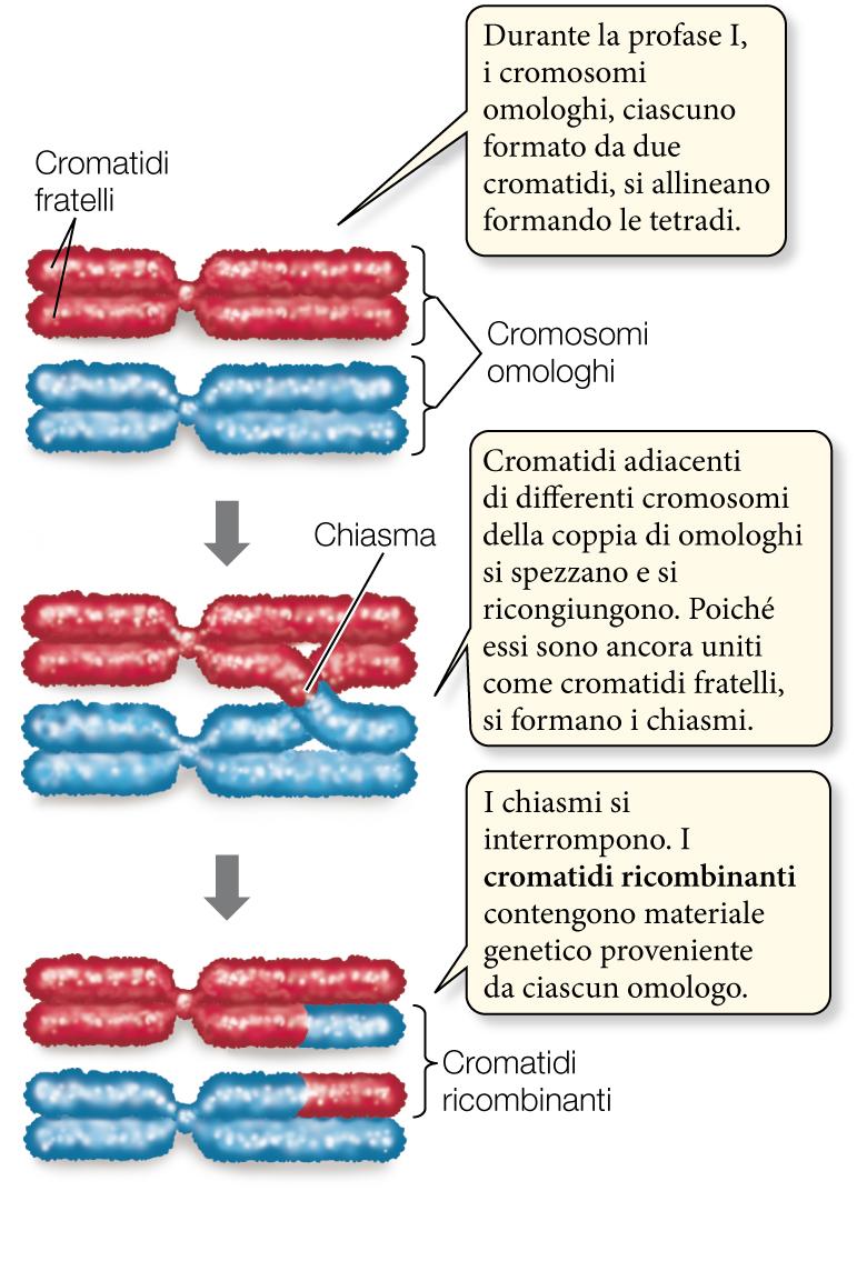 Il crossing-over Durante la profase I, lo scambio di DNA mediante crossingover dà origine a cromosomi