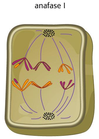 Anafase I Durante l anafase I i cromosomi